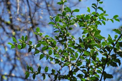 Ilex aquifolium 'Marg'- cesmína ostrolistá 'Marg' - větévky